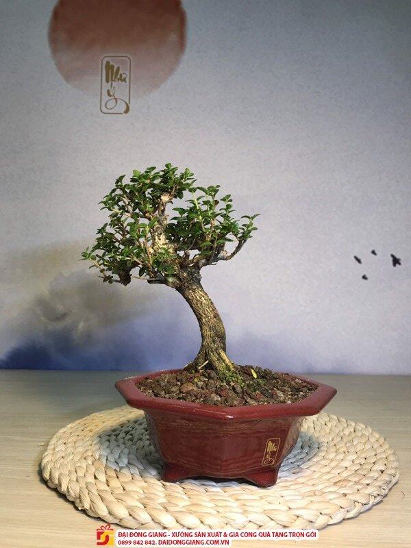 Cây bonsai lùn